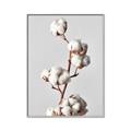 Picture of Cotton _GroupedProduct_Rectangle_Portrait_Photography _GroupedProduct_Rectangle_Portrait_Canvas_Framed_