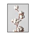 Picture of Cotton _GroupedProduct_Rectangle_Portrait_Photography _GroupedProduct_Rectangle_Portrait_Canvas_Framed_