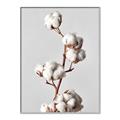 Picture of Cotton _GroupedProduct_Rectangle_Portrait_Photography _GroupedProduct_Rectangle_Portrait_Canvas_Framed_