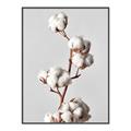 Picture of Cotton _GroupedProduct_Rectangle_Portrait_Photography _GroupedProduct_Rectangle_Portrait_Canvas_Framed_
