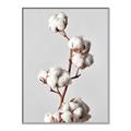 Picture of Cotton _GroupedProduct_Rectangle_Portrait_Photography _GroupedProduct_Rectangle_Portrait_Canvas_Framed_