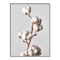 Picture of Cotton _GroupedProduct_Rectangle_Portrait_Photography _GroupedProduct_Rectangle_Portrait_Canvas_Framed_
