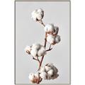 Picture of Cotton _GroupedProduct_Rectangle_Portrait_Photography _GroupedProduct_Rectangle_Portrait_Canvas_Framed_