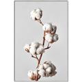 Picture of Cotton _GroupedProduct_Rectangle_Portrait_Photography _GroupedProduct_Rectangle_Portrait_Canvas_Framed_