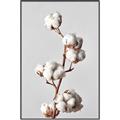 Picture of Cotton _GroupedProduct_Rectangle_Portrait_Photography _GroupedProduct_Rectangle_Portrait_Canvas_Framed_