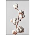 Picture of Cotton _GroupedProduct_Rectangle_Portrait_Photography _GroupedProduct_Rectangle_Portrait_Canvas_Framed_