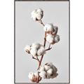Picture of Cotton _GroupedProduct_Rectangle_Portrait_Photography _GroupedProduct_Rectangle_Portrait_Canvas_Framed_
