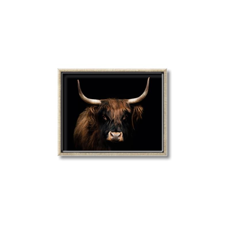 Picture of Dixie, the Bull   _GroupedProduct_Rectangle_Landscape_Photography _GroupedProduct_Rectangle_Landscape_Canvas_Framed_