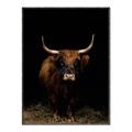 Picture of Dixie, the Bull II _GroupedProduct_Rectangle_Portrait_Photography _GroupedProduct_Rectangle_Portrait_Canvas_Framed_