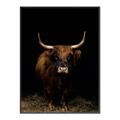 Picture of Dixie, the Bull II _GroupedProduct_Rectangle_Portrait_Photography _GroupedProduct_Rectangle_Portrait_Canvas_Framed_