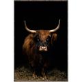 Picture of Dixie, the Bull II _GroupedProduct_Rectangle_Portrait_Photography _GroupedProduct_Rectangle_Portrait_Canvas_Framed_