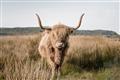 Picture of Beautiful Cow, Bella  _GroupedProduct_Rectangle_Landscape_Photography _GroupedProduct_Rectangle_Landscape_Unframed_Print_Only_