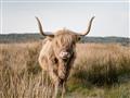 Picture of Beautiful Cow, Bella  _GroupedProduct_Rectangle_Landscape_Photography _GroupedProduct_Rectangle_Landscape_Unframed_Print_Only_
