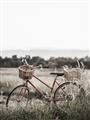 Picture of Bicycle Basket _GroupedProduct_Rectangle_Portrait_Photography _GroupedProduct_Rectangle_Portrait_Unframed_Print_Only_