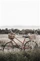 Picture of Bicycle Basket _GroupedProduct_Rectangle_Portrait_Photography _GroupedProduct_Rectangle_Portrait_Unframed_Print_Only_