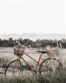 Picture of Bicycle Basket _GroupedProduct_Rectangle_Portrait_Photography _GroupedProduct_Rectangle_Portrait_Unframed_Print_Only_