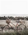 Picture of Bicycle Basket _GroupedProduct_Rectangle_Portrait_Photography _GroupedProduct_Rectangle_Portrait_Unframed_Print_Only_