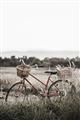 Picture of Bicycle Basket _GroupedProduct_Rectangle_Portrait_Photography _GroupedProduct_Rectangle_Portrait_Unframed_Print_Only_