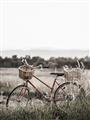 Picture of Bicycle Basket _GroupedProduct_Rectangle_Portrait_Photography _GroupedProduct_Rectangle_Portrait_Unframed_Print_Only_