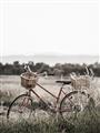 Picture of Bicycle Basket _GroupedProduct_Rectangle_Portrait_Photography _GroupedProduct_Rectangle_Portrait_Unframed_Print_Only_