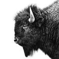 Picture of Buffalo Head _GroupedProduct_Square_Photography _GroupedProduct_Square_Unframed_Print_Only_