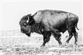 Picture of Buffalo March _GroupedProduct_Rectangle_Landscape_Photography _GroupedProduct_Rectangle_Landscape_Unframed_Print_Only_