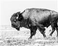 Picture of Buffalo March _GroupedProduct_Rectangle_Landscape_Photography _GroupedProduct_Rectangle_Landscape_Unframed_Print_Only_