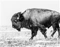 Picture of Buffalo March _GroupedProduct_Rectangle_Landscape_Photography _GroupedProduct_Rectangle_Landscape_Unframed_Print_Only_