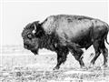 Picture of Buffalo March _GroupedProduct_Rectangle_Landscape_Photography _GroupedProduct_Rectangle_Landscape_Unframed_Print_Only_