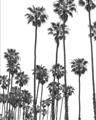 Picture of California Palms _GroupedProduct_Rectangle_Portrait_Photography _GroupedProduct_Rectangle_Portrait_Unframed_Print_Only_