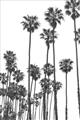 Picture of California Palms _GroupedProduct_Rectangle_Portrait_Photography _GroupedProduct_Rectangle_Portrait_Unframed_Print_Only_