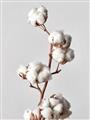 Picture of Cotton _GroupedProduct_Rectangle_Portrait_Photography _GroupedProduct_Rectangle_Portrait_Unframed_Print_Only_