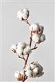 Picture of Cotton _GroupedProduct_Rectangle_Portrait_Photography _GroupedProduct_Rectangle_Portrait_Unframed_Print_Only_