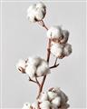Picture of Cotton _GroupedProduct_Rectangle_Portrait_Photography _GroupedProduct_Rectangle_Portrait_Unframed_Print_Only_