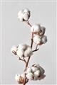 Picture of Cotton _GroupedProduct_Rectangle_Portrait_Photography _GroupedProduct_Rectangle_Portrait_Unframed_Print_Only_