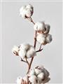 Picture of Cotton _GroupedProduct_Rectangle_Portrait_Photography _GroupedProduct_Rectangle_Portrait_Unframed_Print_Only_