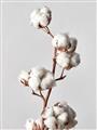 Picture of Cotton _GroupedProduct_Rectangle_Portrait_Photography _GroupedProduct_Rectangle_Portrait_Unframed_Print_Only_