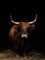 Picture of Dixie, the Bull II _GroupedProduct_Rectangle_Portrait_Photography _GroupedProduct_Rectangle_Portrait_Unframed_Print_Only_