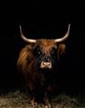 Picture of Dixie, the Bull II _GroupedProduct_Rectangle_Portrait_Photography _GroupedProduct_Rectangle_Portrait_Unframed_Print_Only_