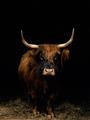 Picture of Dixie, the Bull II _GroupedProduct_Rectangle_Portrait_Photography _GroupedProduct_Rectangle_Portrait_Unframed_Print_Only_