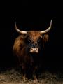 Picture of Dixie, the Bull II _GroupedProduct_Rectangle_Portrait_Photography _GroupedProduct_Rectangle_Portrait_Unframed_Print_Only_