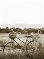 Picture of Bicycle Basket _GroupedProduct_Rectangle_Portrait_Photography _GroupedProduct_Rectangle_Portrait_Unframed_Print_Only_