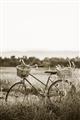 Picture of Bicycle Basket _GroupedProduct_Rectangle_Portrait_Photography _GroupedProduct_Rectangle_Portrait_Unframed_Print_Only_