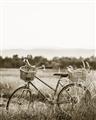 Picture of Bicycle Basket _GroupedProduct_Rectangle_Portrait_Photography _GroupedProduct_Rectangle_Portrait_Unframed_Print_Only_