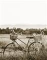 Picture of Bicycle Basket _GroupedProduct_Rectangle_Portrait_Photography _GroupedProduct_Rectangle_Portrait_Unframed_Print_Only_