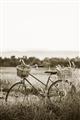 Picture of Bicycle Basket _GroupedProduct_Rectangle_Portrait_Photography _GroupedProduct_Rectangle_Portrait_Unframed_Print_Only_