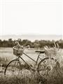 Picture of Bicycle Basket _GroupedProduct_Rectangle_Portrait_Photography _GroupedProduct_Rectangle_Portrait_Unframed_Print_Only_