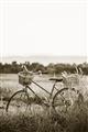 Picture of Bicycle Basket _GroupedProduct_Rectangle_Portrait_Photography _GroupedProduct_Rectangle_Portrait_Unframed_Print_Only_