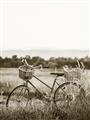 Picture of Bicycle Basket _GroupedProduct_Rectangle_Portrait_Photography _GroupedProduct_Rectangle_Portrait_Unframed_Print_Only_