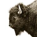 Picture of Buffalo Head _GroupedProduct_Square_Photography _GroupedProduct_Square_Unframed_Print_Only_